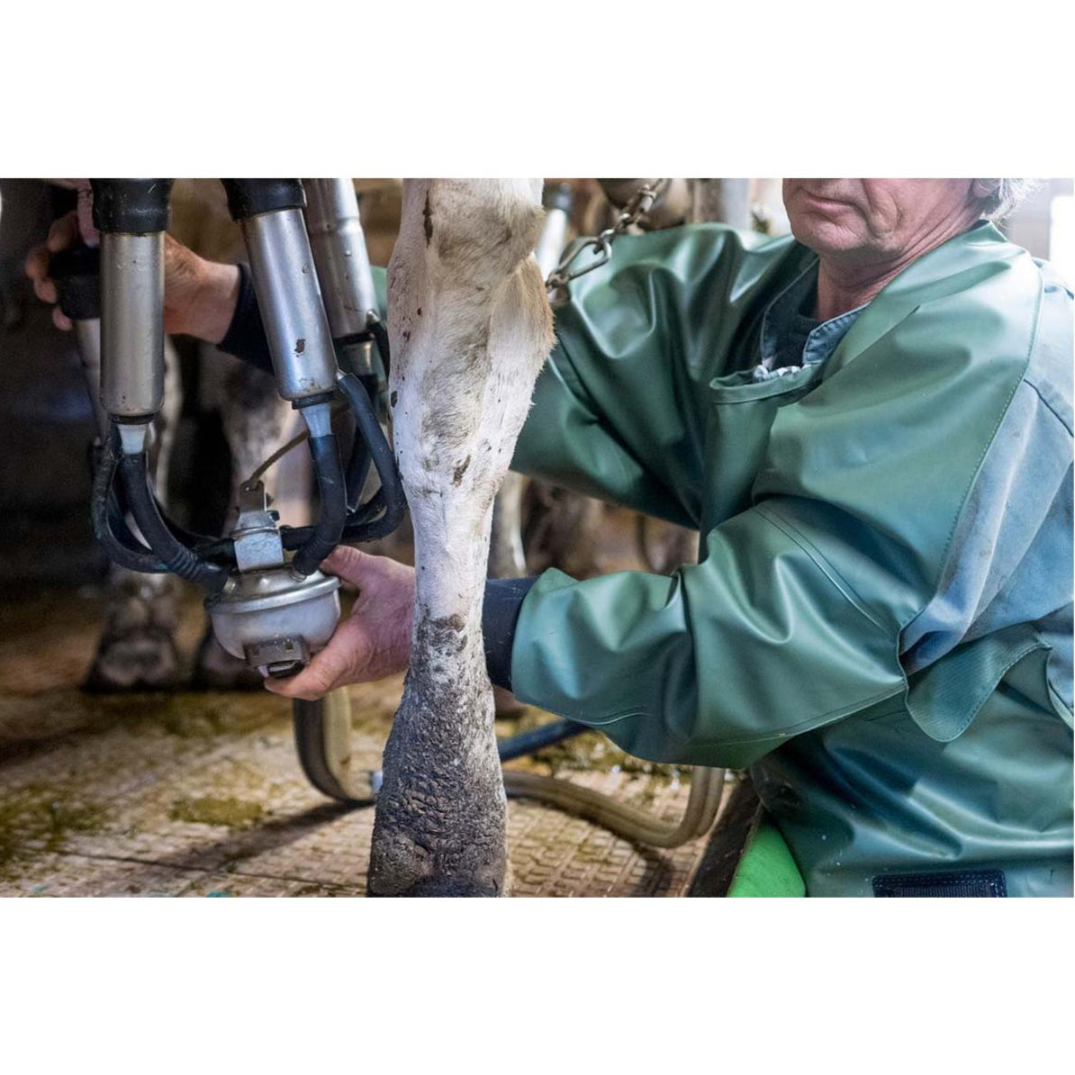 Person milking a cow wearing a green Guy Cotten Eleveur PVC milking dairy apron